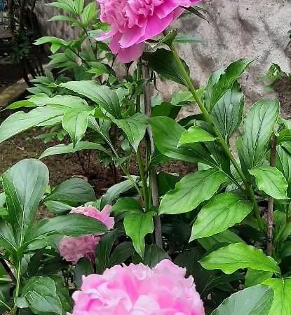 게스트하우스 Sa Prenda E Oro Ula Tirso