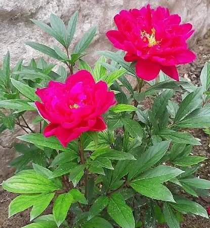 Gæstehus Sa Prenda E Oro 3*