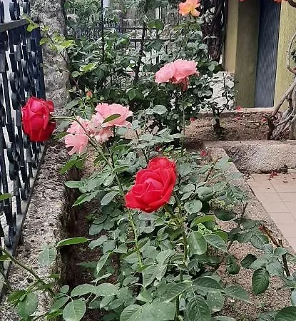 Konukevi Sa Prenda E Oro